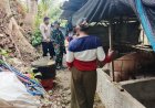 Danramil Nusa Penida Sambangi Peternak Babi di Desa Sekartaji